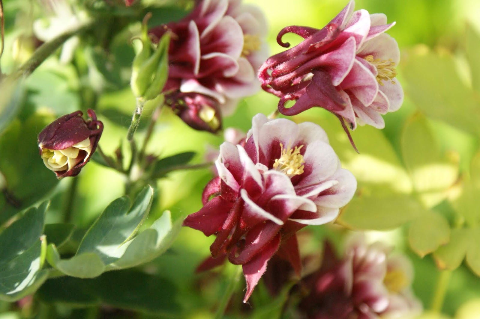 Hydrangeas In White Ironstone Deko