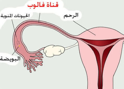 Ø¹ÙØ§ÙØ§Øª Ø§ÙØ­ÙÙ