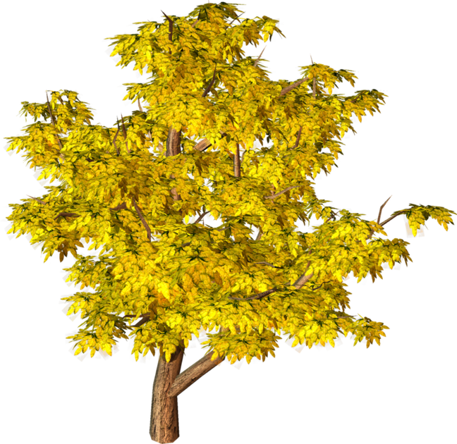 [Part01] HD Tree PNG Zip File For Photoshop and PicsArt | Nature PNG