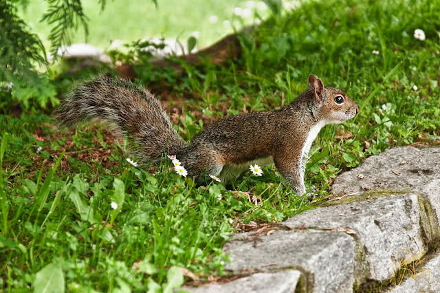 Torino In My eyes: Squirrels In Park