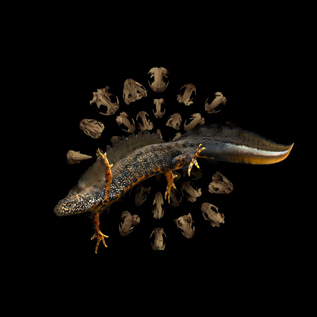 New study reveals how metamorphosis has shaped the evolution of salamanders