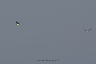 Fischadler Naturfotografie Wildlifefotografie Meerbruchswiesen Steinhuder Meer