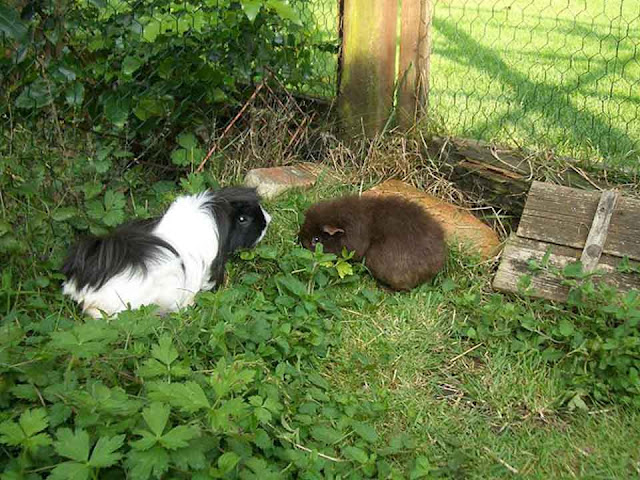 guinea pig care, wild guinea pigs, guinea pigs as pets
