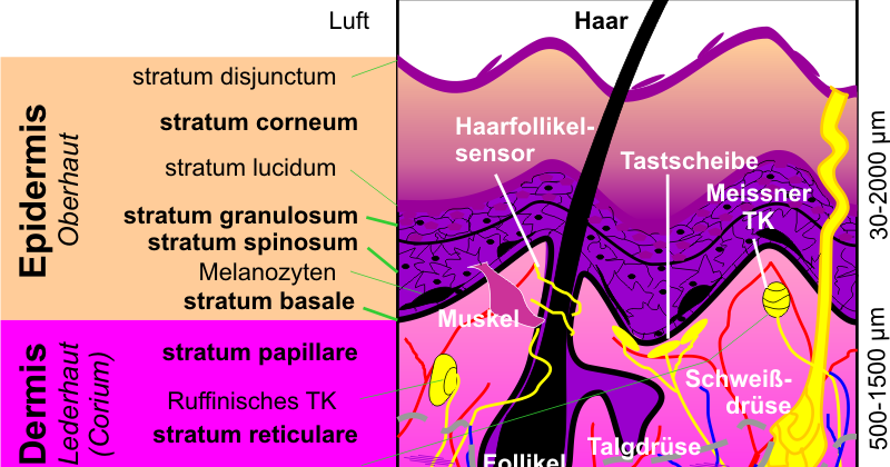 Wie Viele Hautschichten Gibt Es Captions Omega
