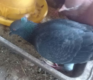 Bataragema Breeder Merpati Kamikaze