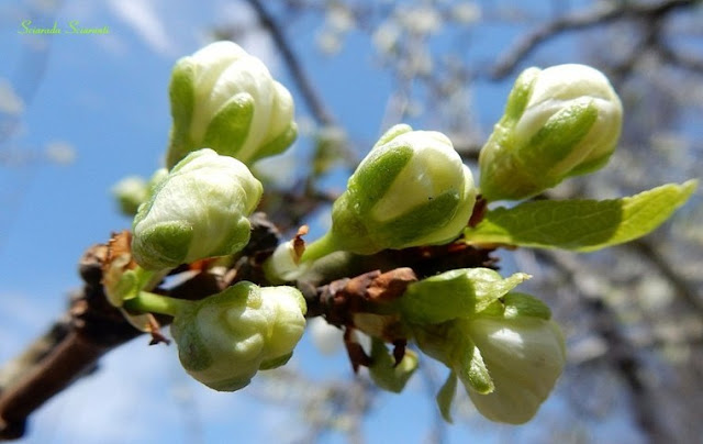 Boccioli di malus domestica