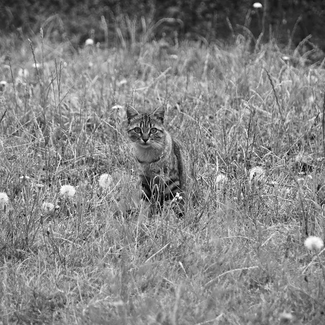 Domestic cats at risk of being snared by farmer