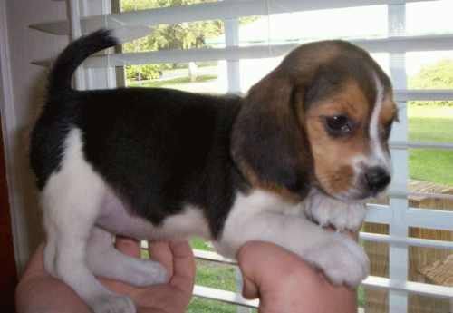 Black And White Beagles For Sale Goldenacresdogs Com
