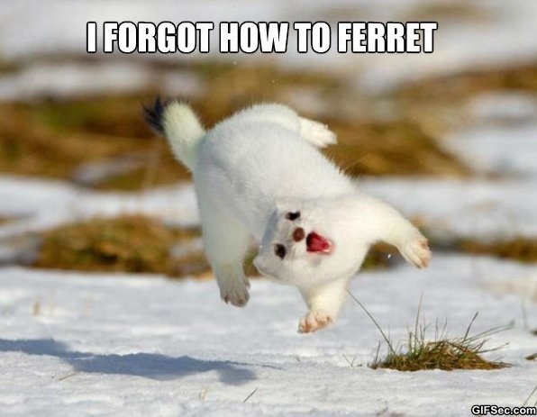 Funny-Ferret.jpg