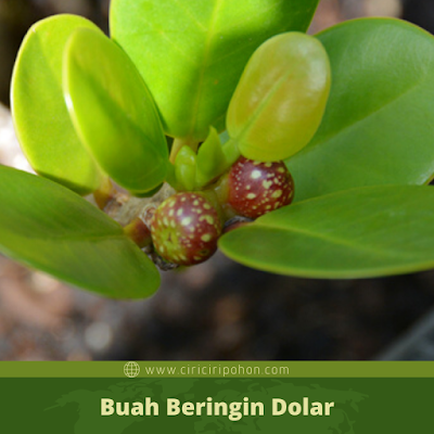 Buah Beringin Dolarpng