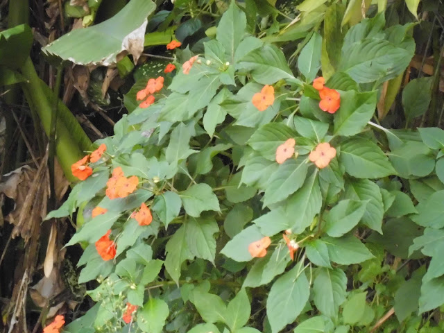 Tembelekan Flower