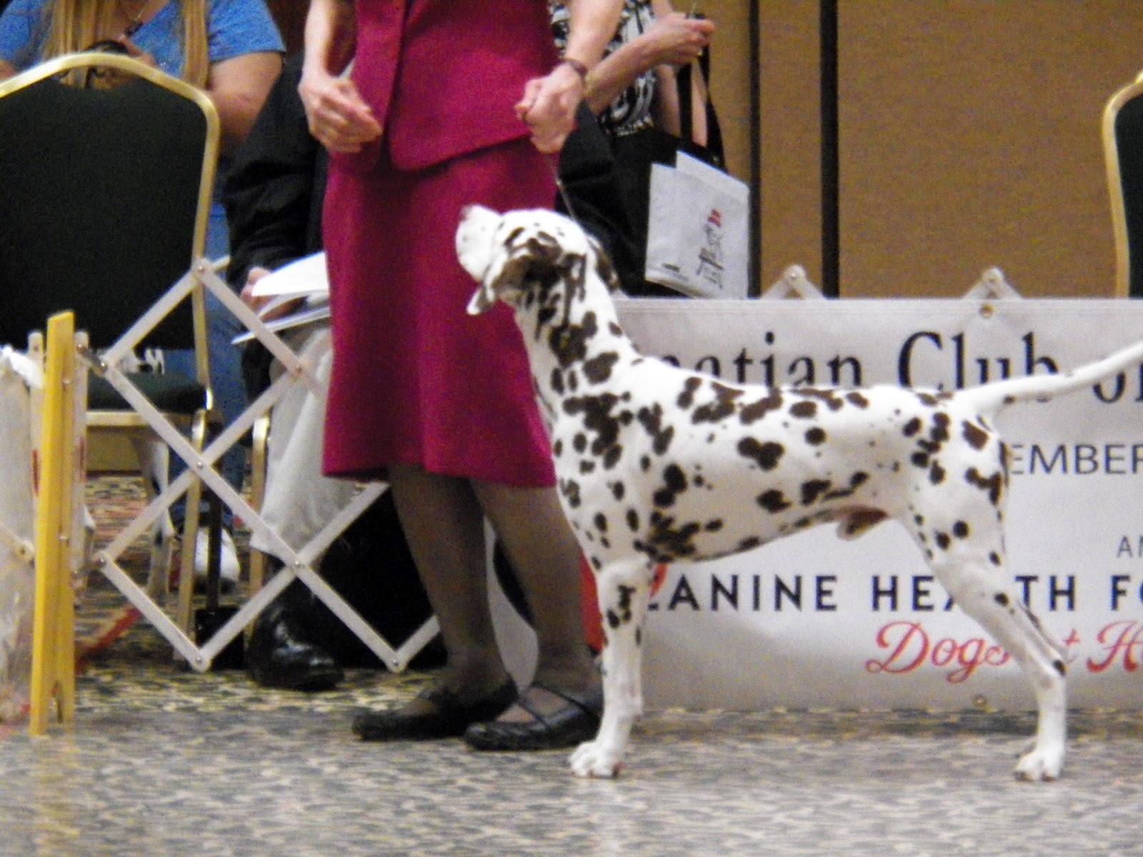 Victory Dalmatians Dalmatian Club of America National Show in Tulsa, OK
