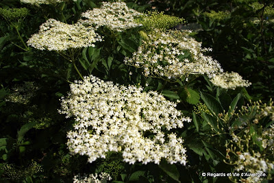 Fleurs de Sureau.