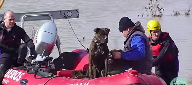 Javier Berruezo - Rescate perros La Rioja