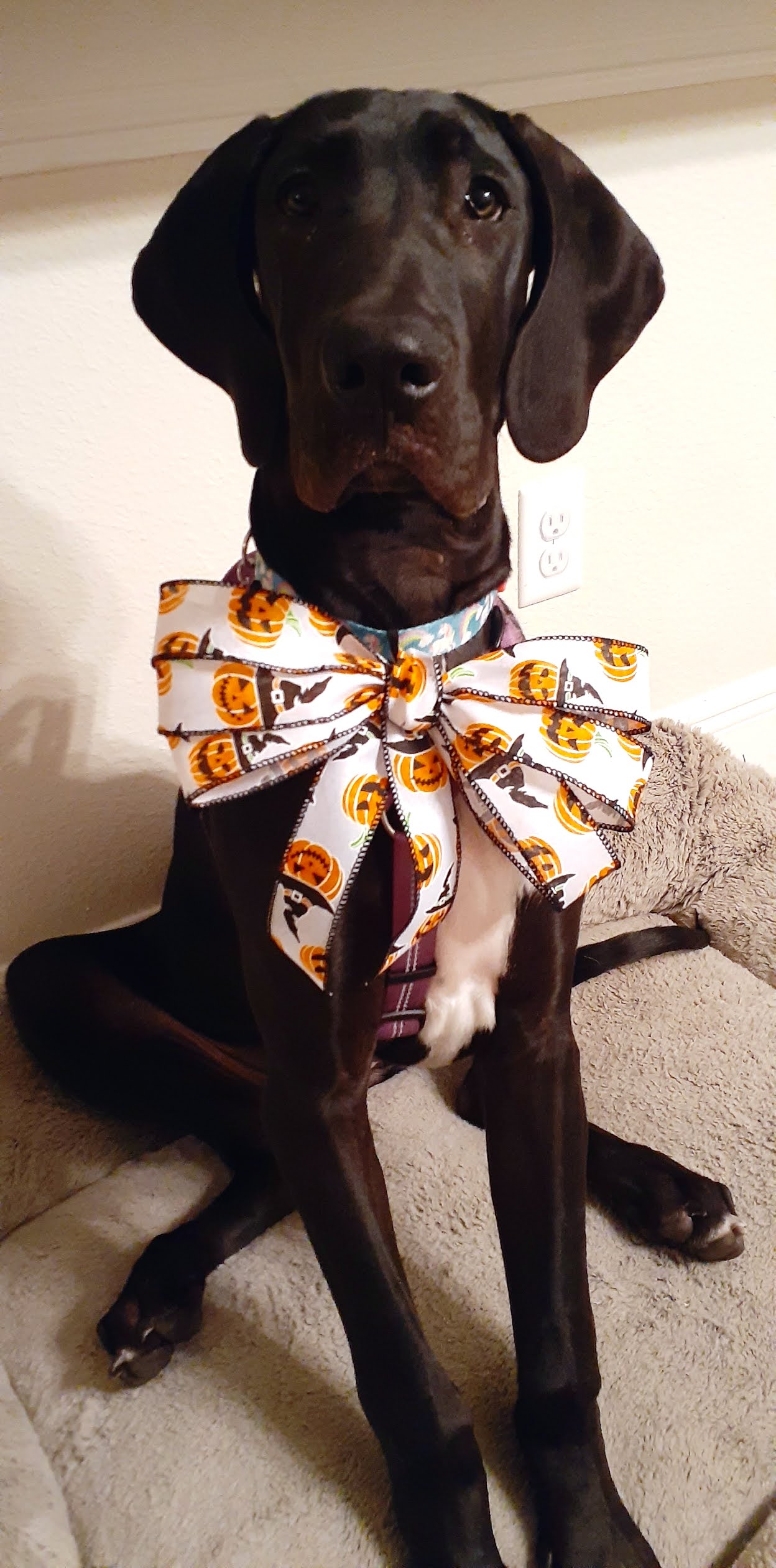 a black 5-month-old Great Dane is facing the camera, sitting on a beige dog bed on a marbled tile floor in front of a white wall. She's wearing a purple harness and a turquoise collar. Attached to her collar is a giant Sailor Moon style bow made of white ribbon with orange jack o'lanterns printed on it.