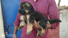 Dog Breeders In Bangalore 