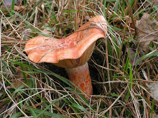 lactarius deliciosus