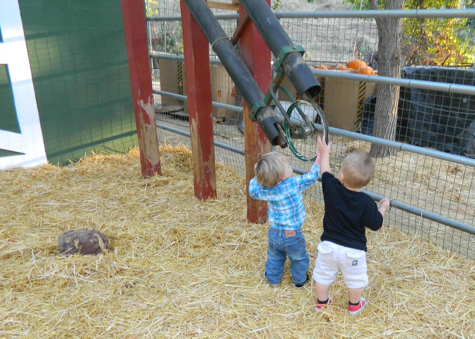 Chapmans Nest Back to The Petting Zoo