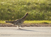 This Ruffed Grouse started crossing the road, but changed its mind and ran back where it came from. Nov. 25, 2017 – © Matt Beardsley