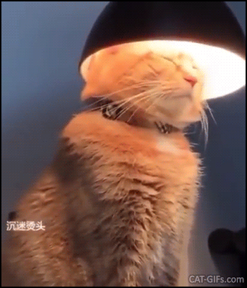 Crazy Cat GIF • Funny enlightened cat. Lamp cat is a cat with head in lamp. Crazy Cat GIF • Funny enlightened cat. Lamp cat is a cat with head in lamp.