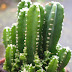 Cereus peruvianus – Felsenkaktus oder Säulenkaktus