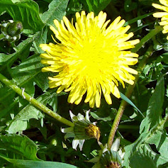 Dandelion