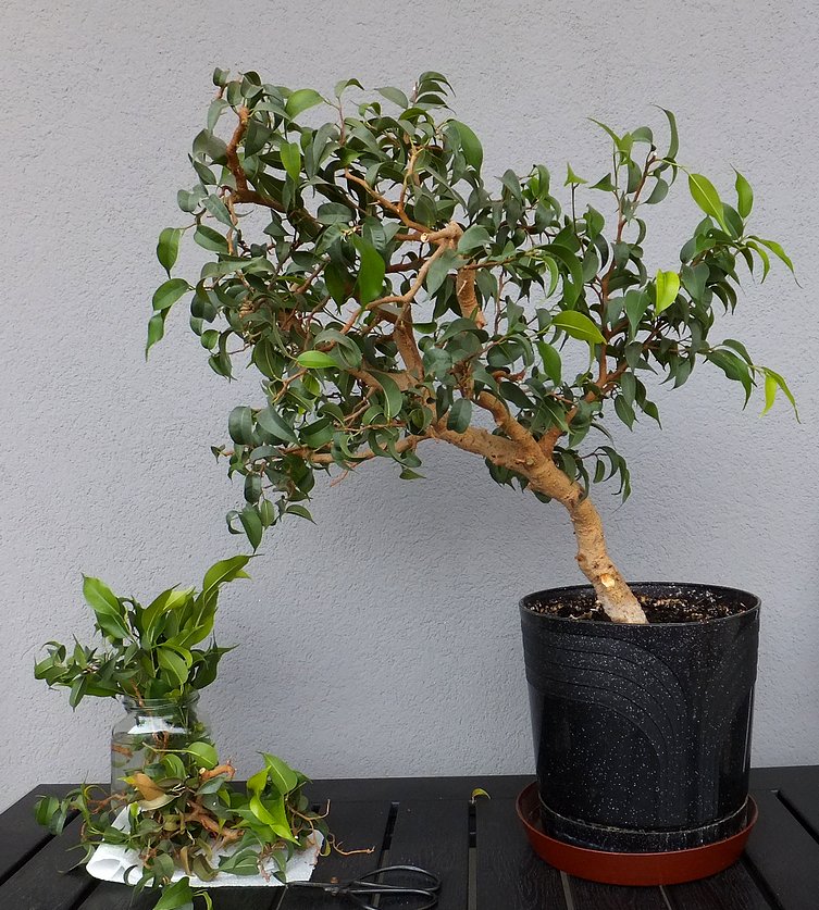 Bonsai pierwsze przycinanie Fikusy, storczyki, bonsai, draceny, a