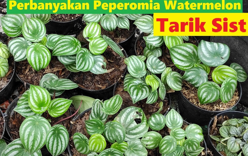 Cara Budidaya Peperomia Watermelon AyoBerkebun