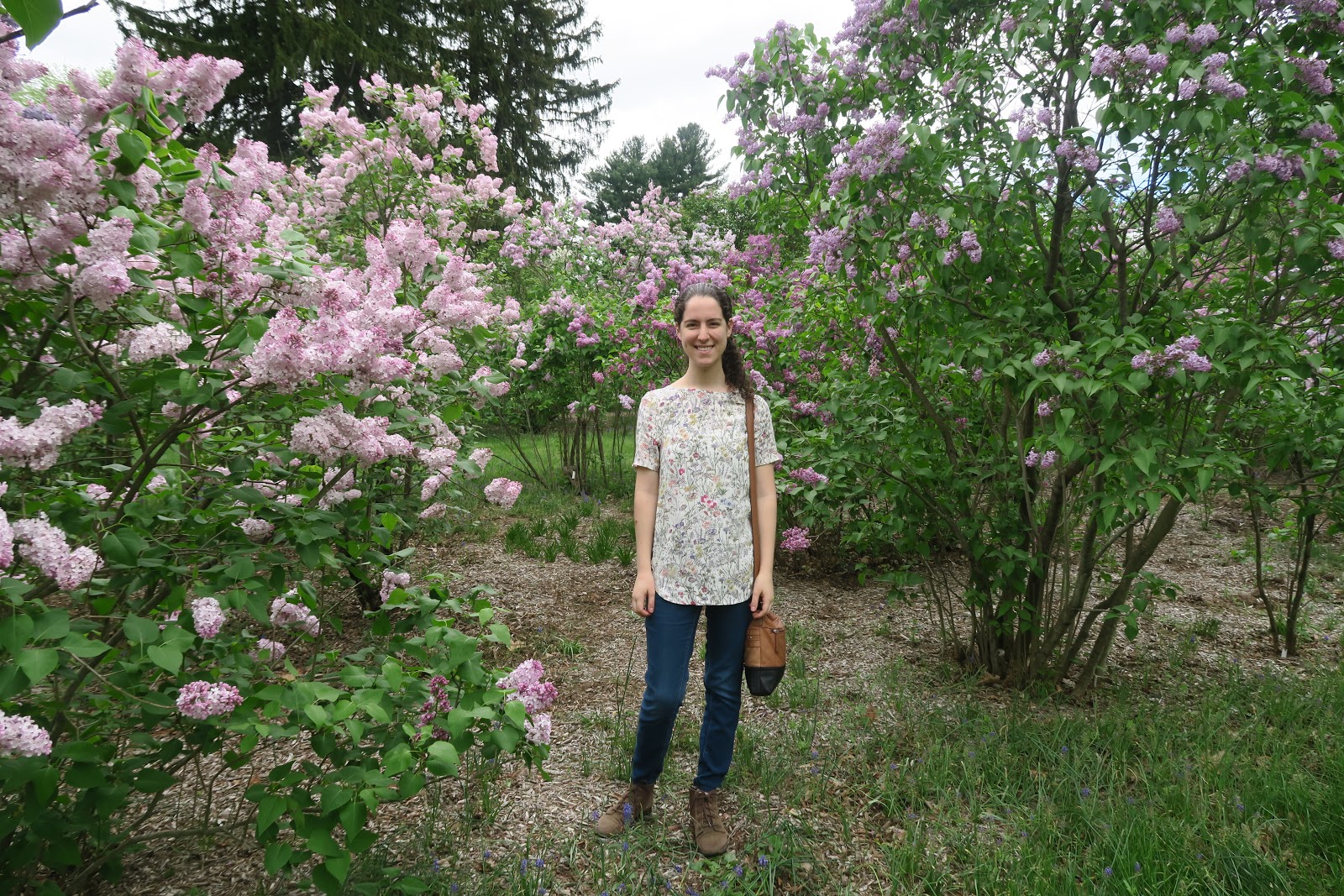 Sherry S Place Lilac Bush In Full Bloom