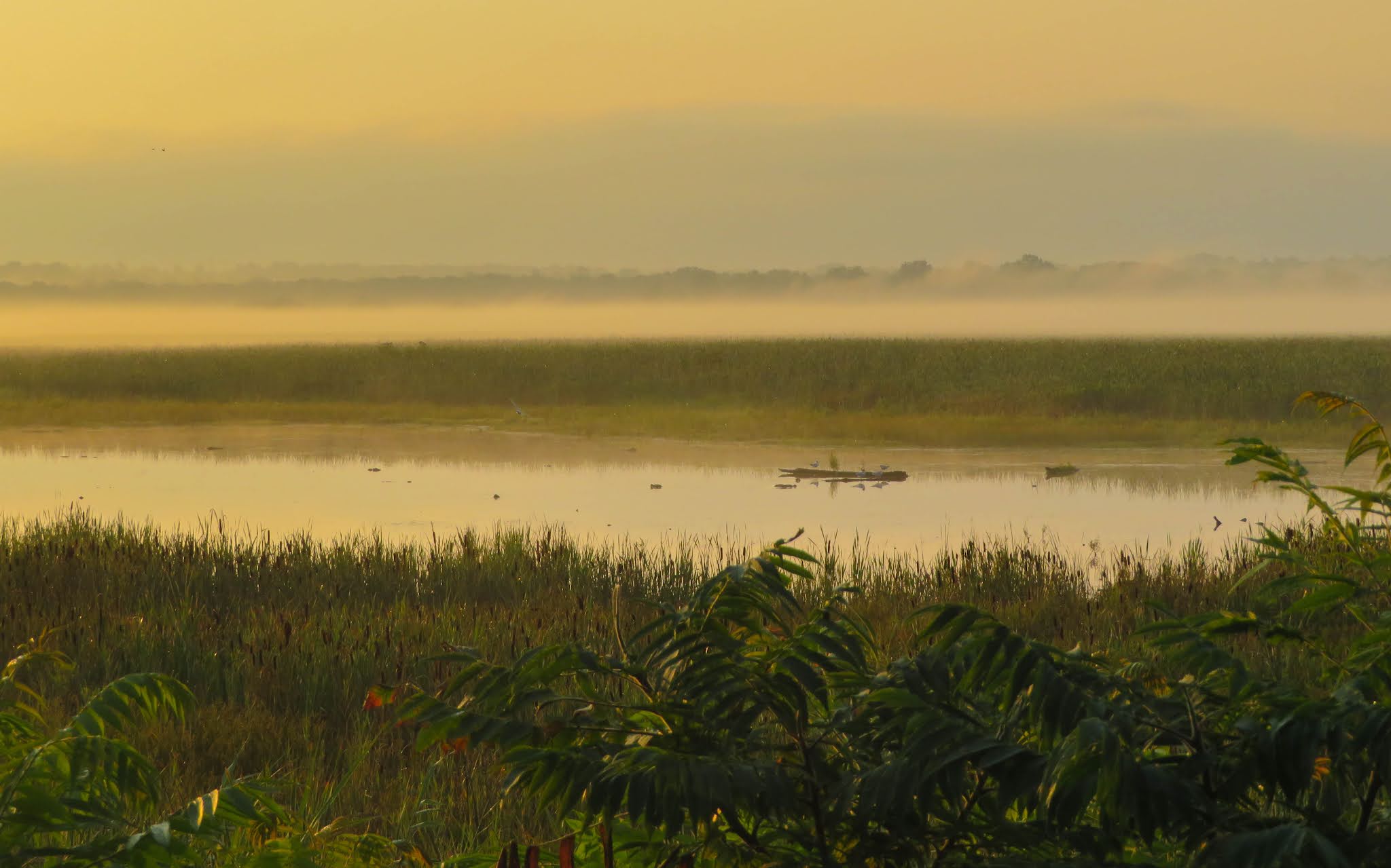 Cannundrums Montezuma NWR New York