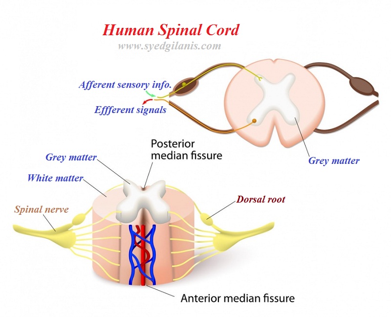 what is the composition of white matter in the spinal column