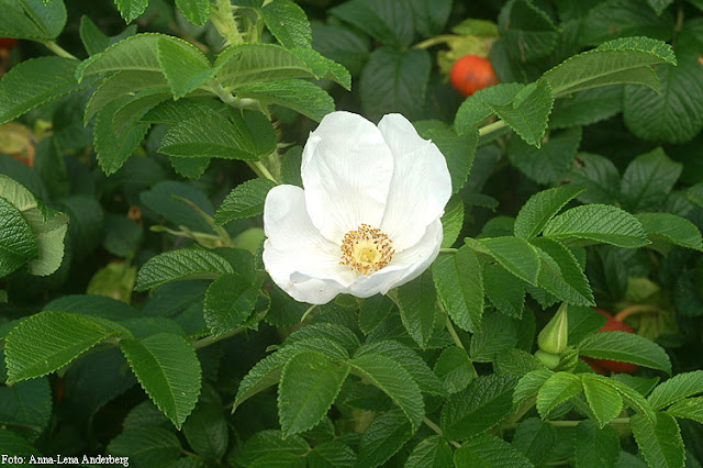 Ärligt och härligt om trädgård och natur: Vildrosor