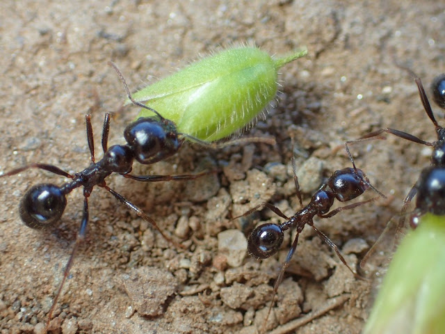 Messor capitatus Messor capitatus