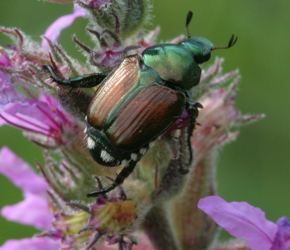 COHorts Battling Japanese Beetles