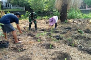 Bantu Warga Binanannya Babinsa Kodim 0103/Aceh Utara Dampingi Petani Tanam Jagung