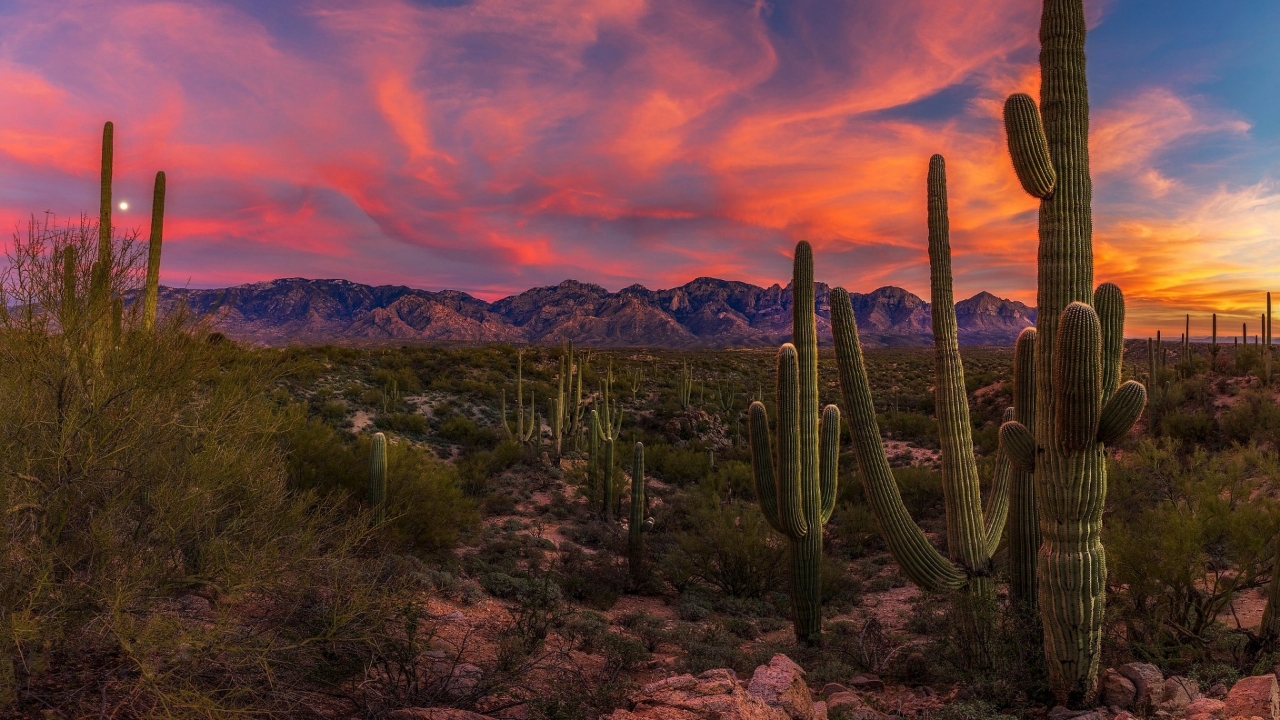 ARCHANGELOSM: Sonoran Desert