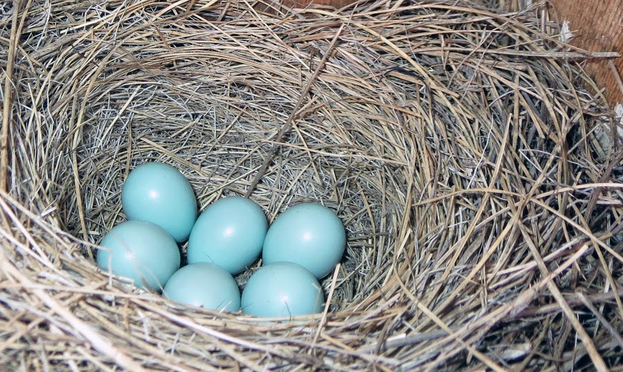 Mark & Teri's Travels: Weekly Bluebird Count