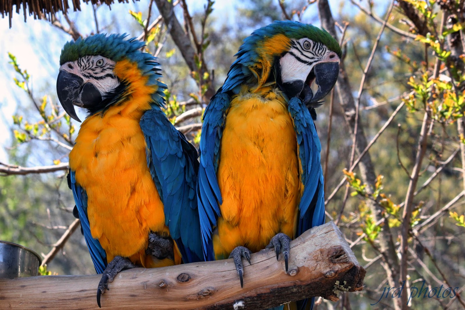 Just A Pic "On Parrot Mountain"