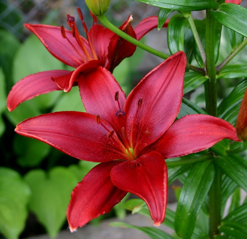 ASIATIC LILIES - UNSCENTED LILIES THAT INCREASE ANNUALLY - Sowing the Seeds