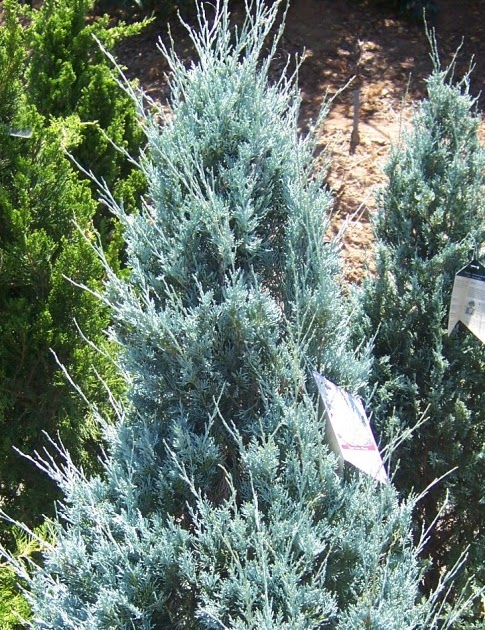 The 2 Minute Gardener: Photo - Wichita Blue Juniper (Juniperus ...