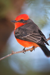 tucson flycatcher vermilion feather zone tailed stories flycatchers modus flies catch eat