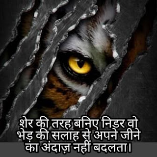 LION STATUS SHAYARI LION STATUS SHAYARI
