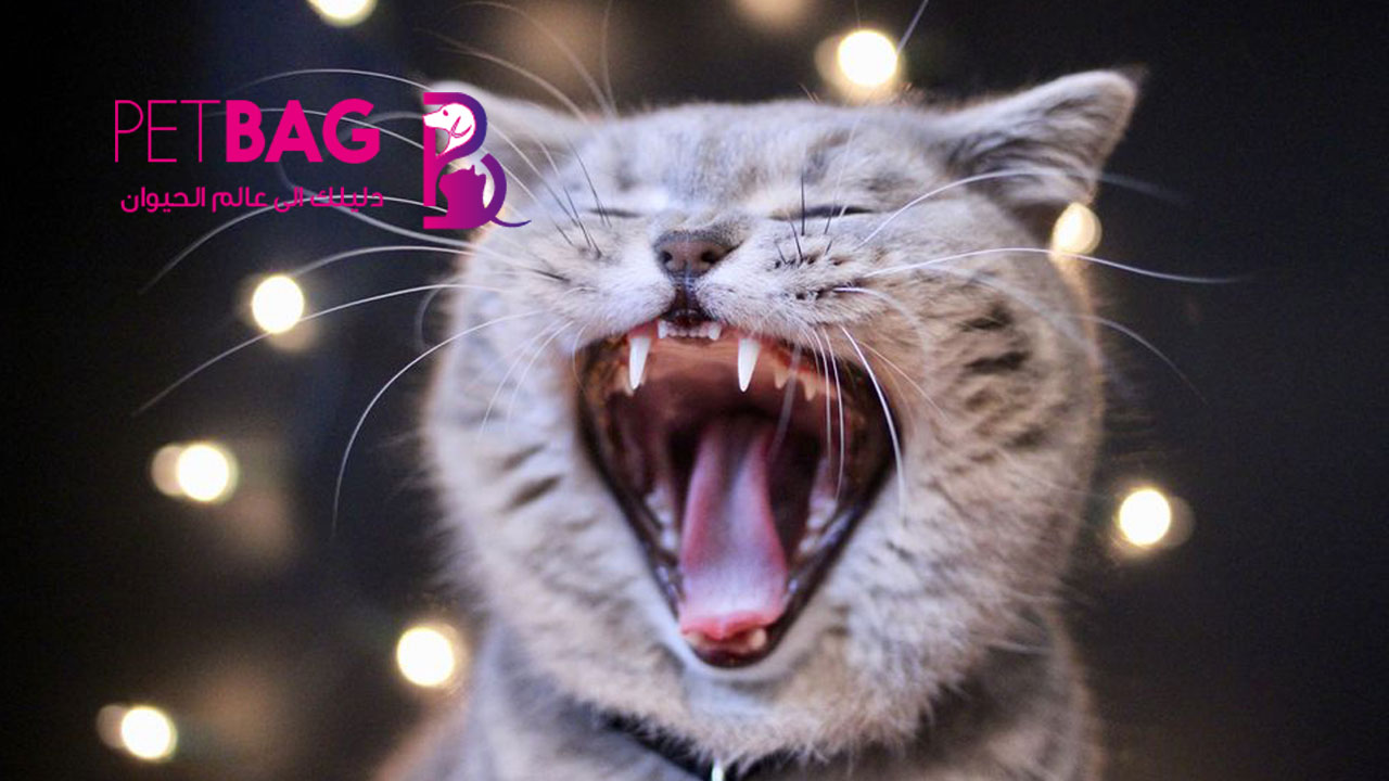التهاب اللثة عند القطط تعرف علي اعراضة وطرق العلاج