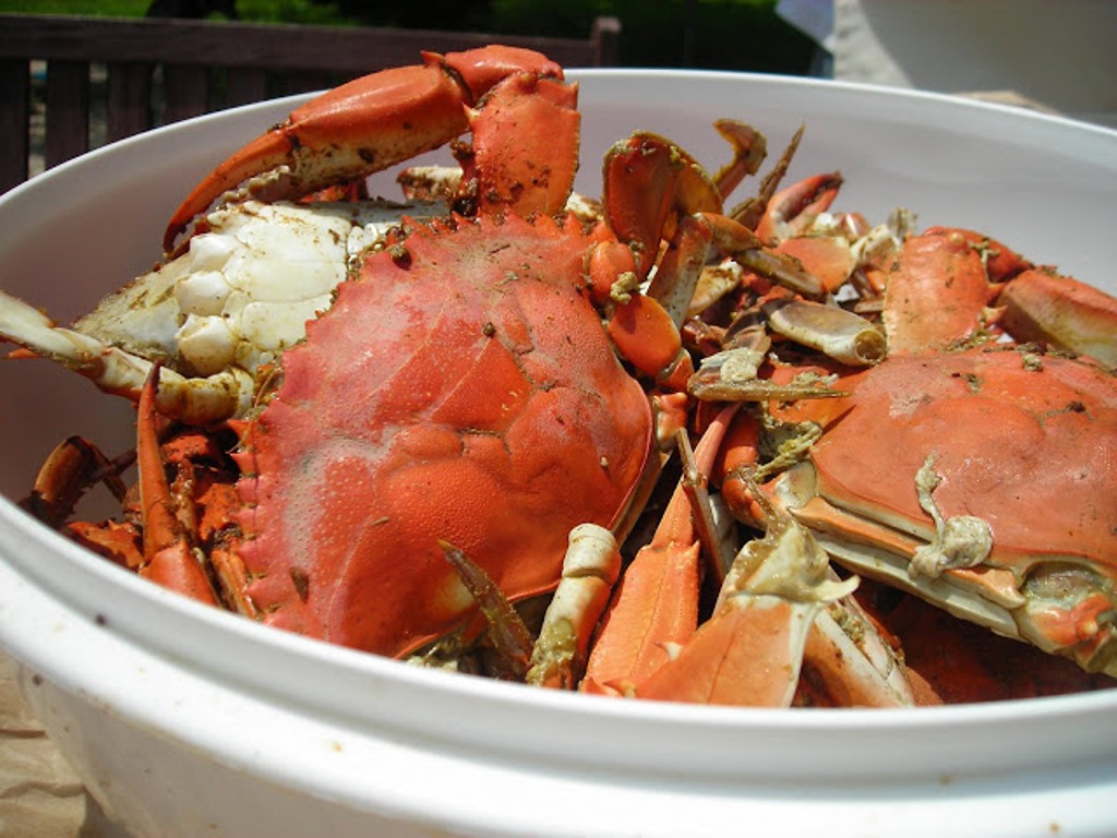How to Buy Crab Meat Mud Crab Exporters, Mud Crab Manufacturers, Mud Crab Production, Crab