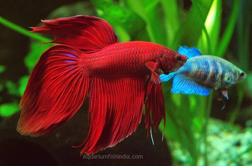 Ikan Cupang Veiltail - Veiltail Betta - Ikanhiasku.net