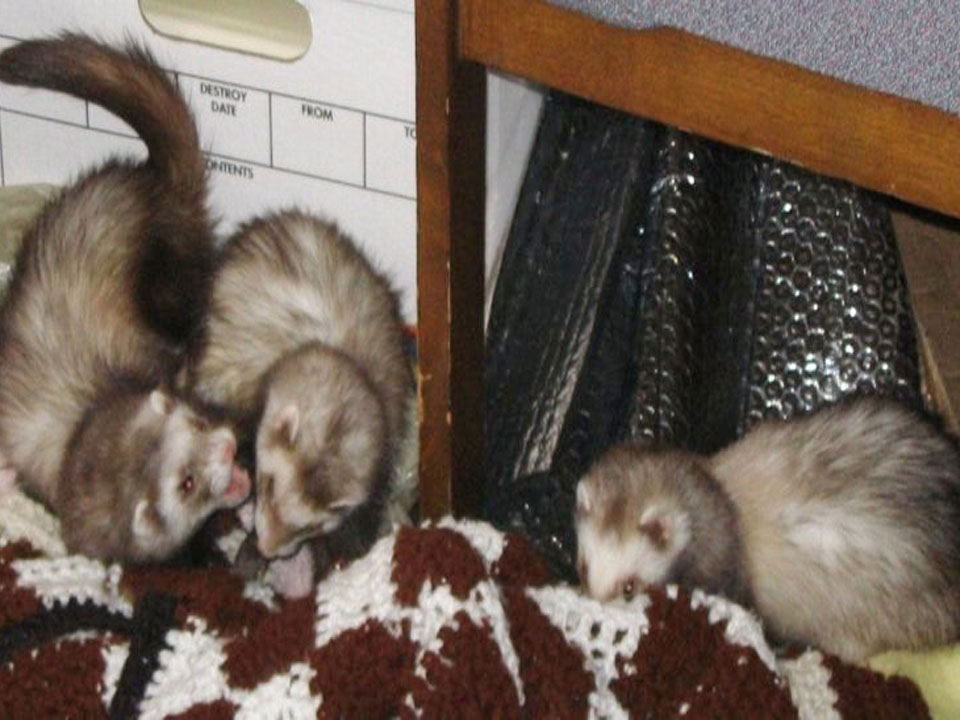 Ferrets as Pets Domestic Ferrets are being kept as Pets at home