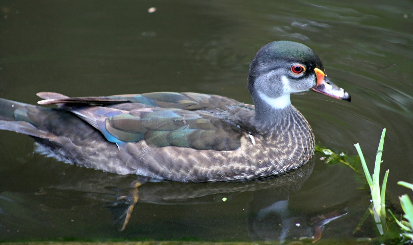 MadSnapper Archive Dive for Ducks 1