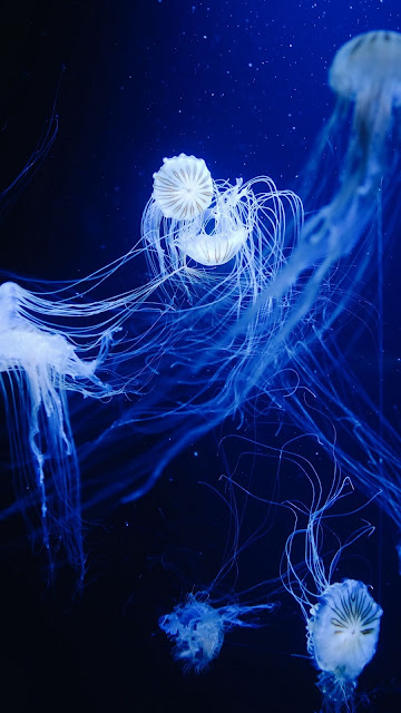 Blue Jellyfish Blue Wallpaper