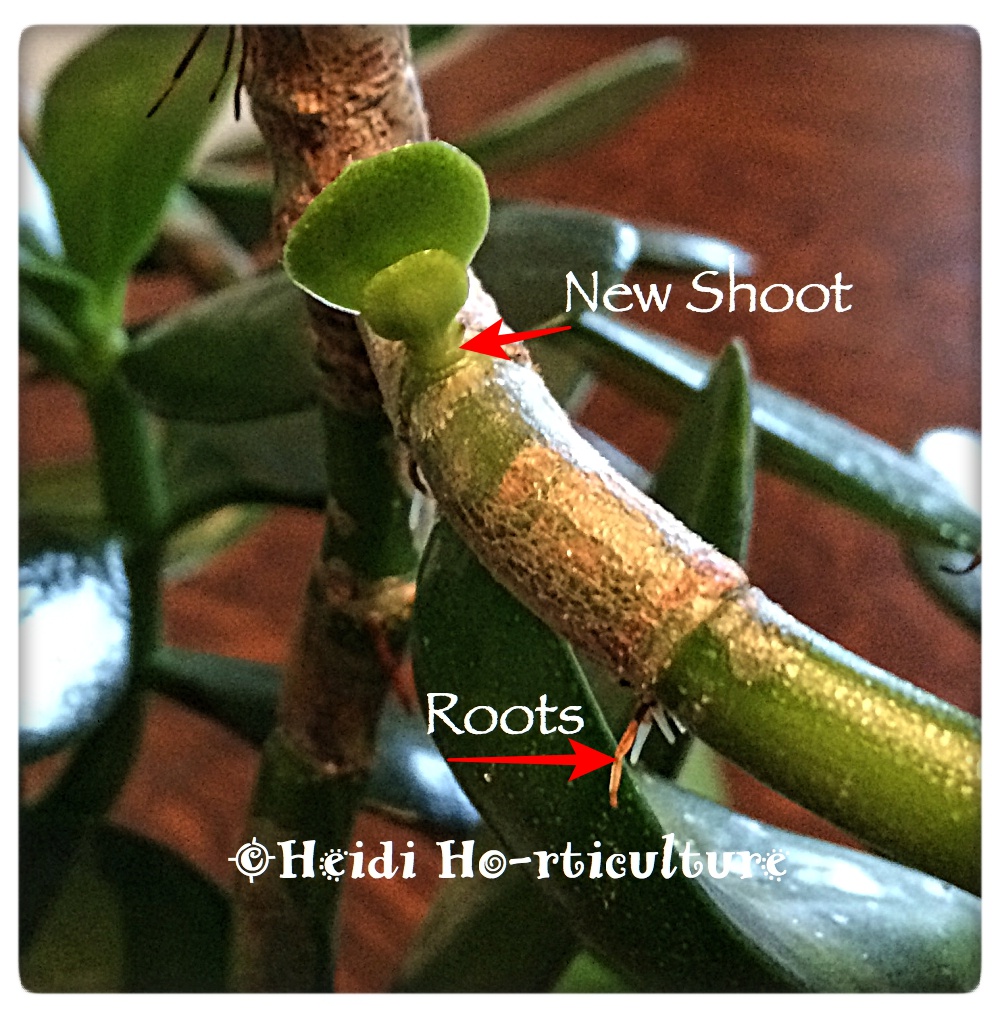 Heidi Horticulture Pruning and Propagating Jade Plants