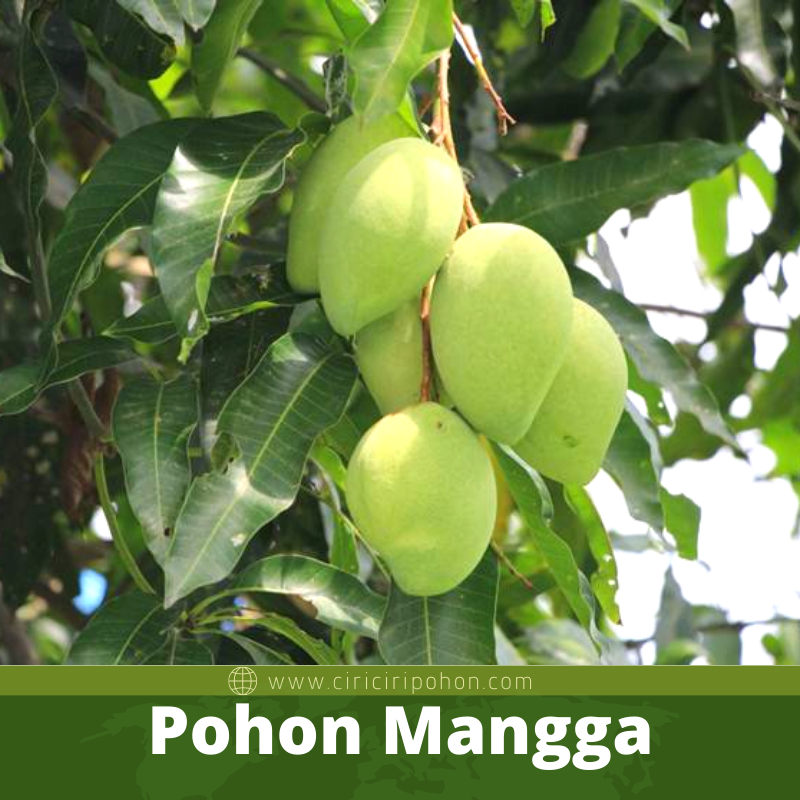 Tips Yang Bisa Anda Lakukan Agar Pohon Mangga Berbuah Lebat Ciriciripohon Com